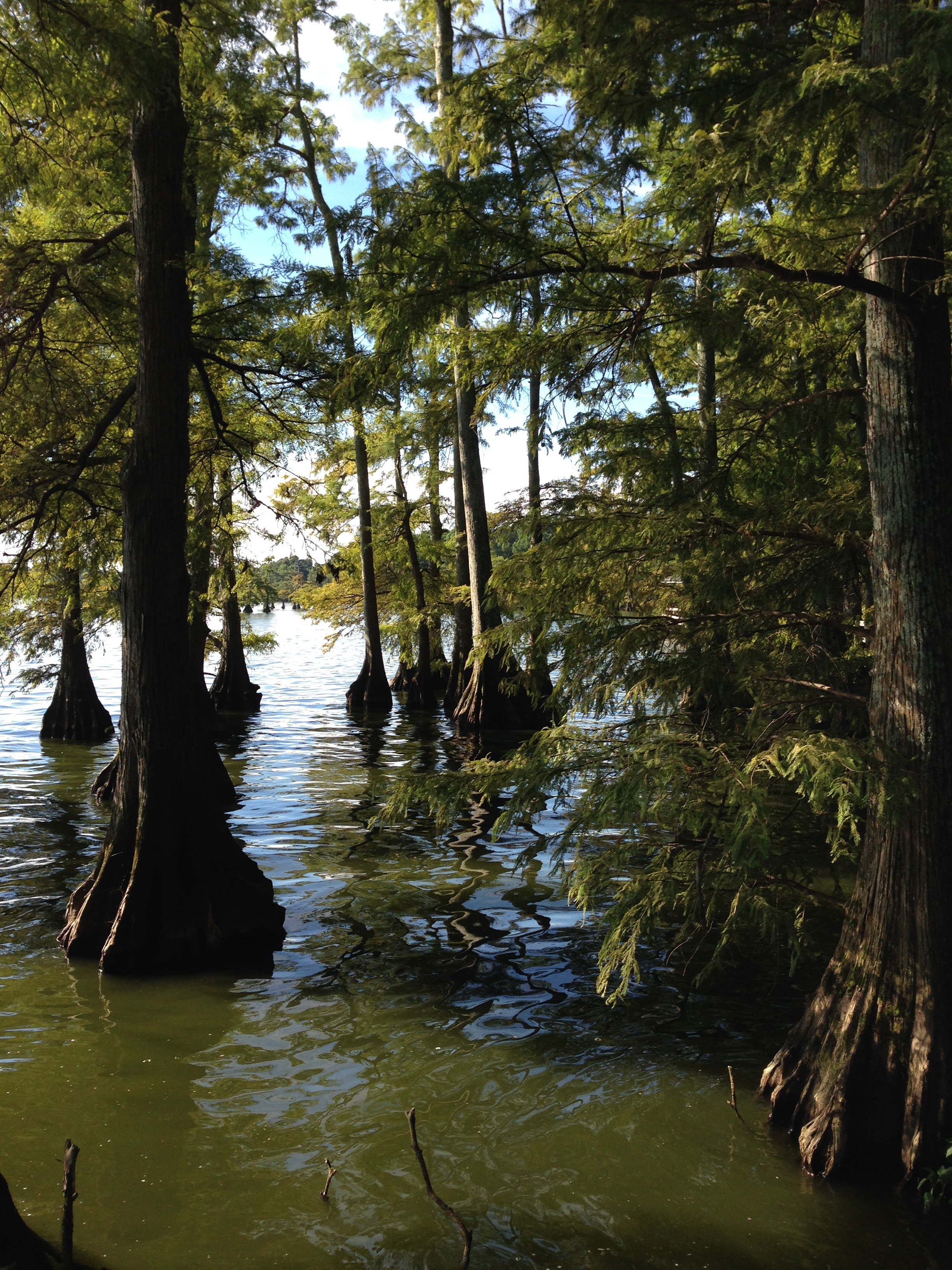 Bald cypress on the shore of Reelfoot Lake